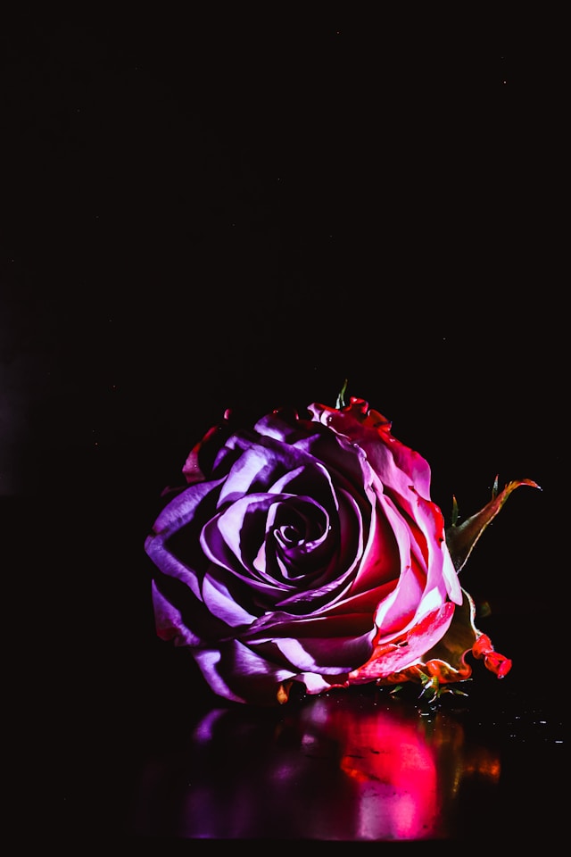 A single red rose against pure black, photographed like film.